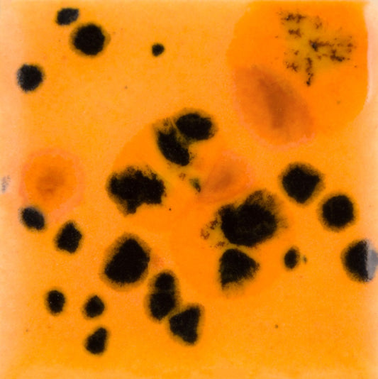 CG 1013 Papaya