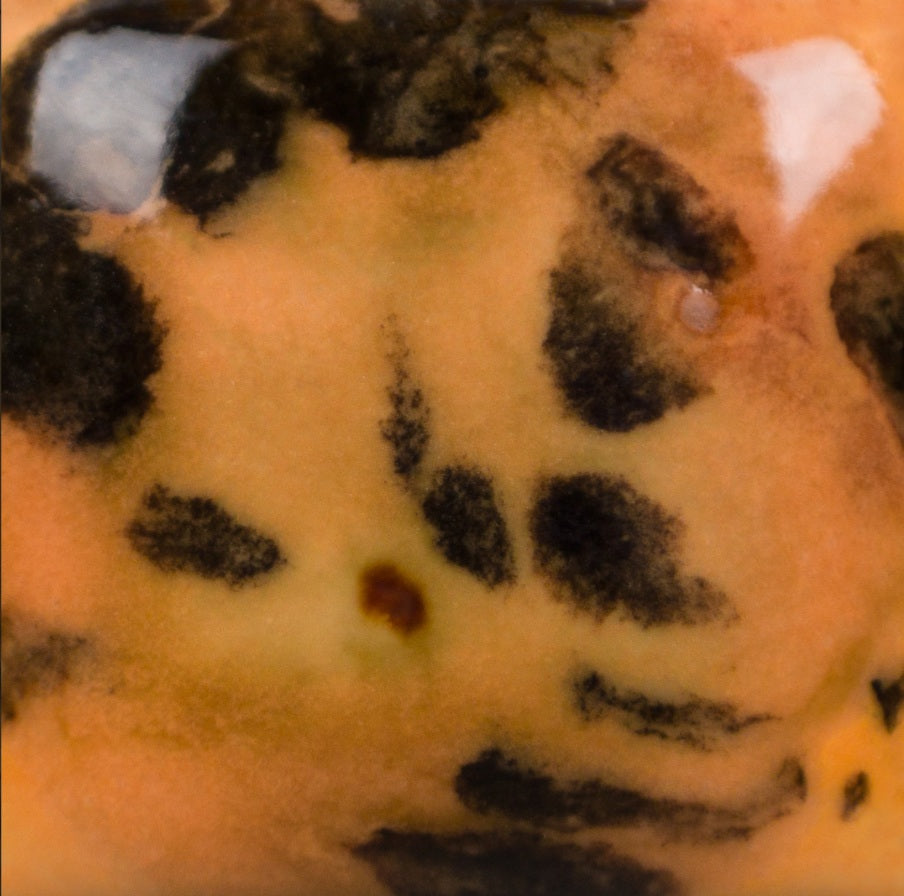 CG 1013 Papaya