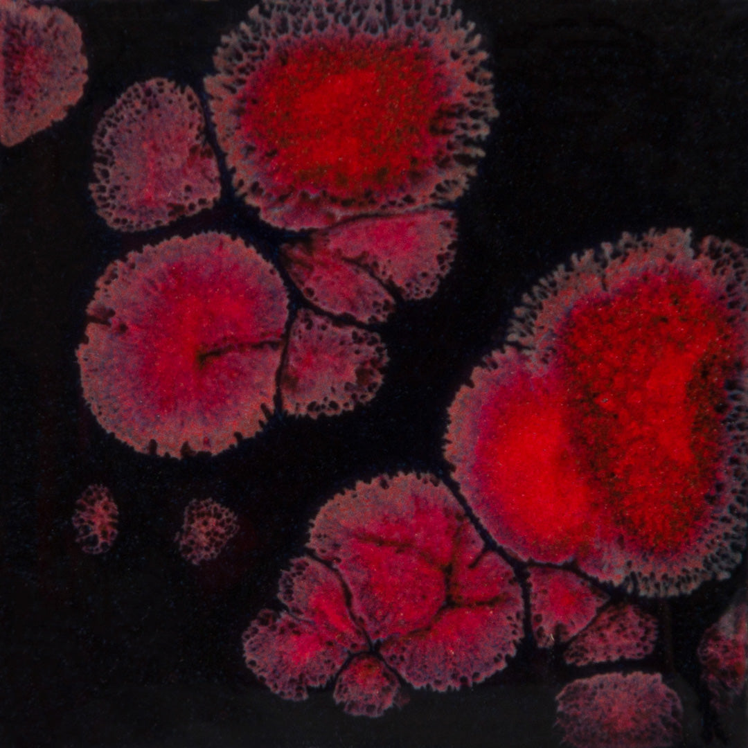 Mayco CG 779 Black Opal